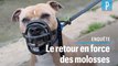 Chiens : le retour en force des molosses