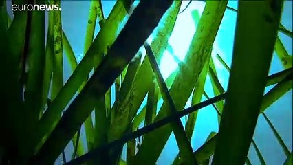 Las praderas de posidonia, aliadas de la lucha contra el cambio climático