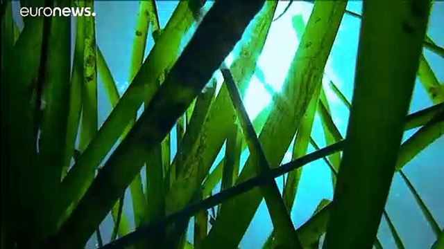 Pradarias do Mediterrâneo ajudam a combater alterações climáticas