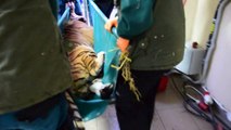Cinco tigres rescatados emprenden viaje de Polonia a España