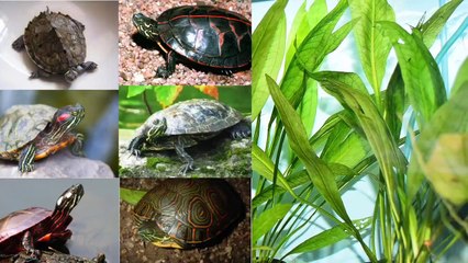5 plantas que puedes mezclar con tu tortuga