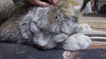 Ceci est un gros chat... un très gros chat. Lynx magnifique