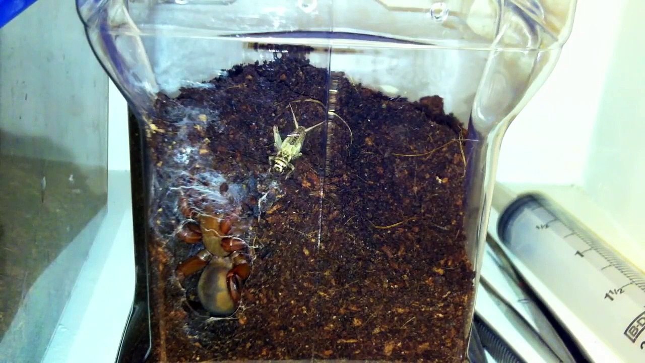 Images impressionnante d'une mygale fouisseuse en pleine chasse