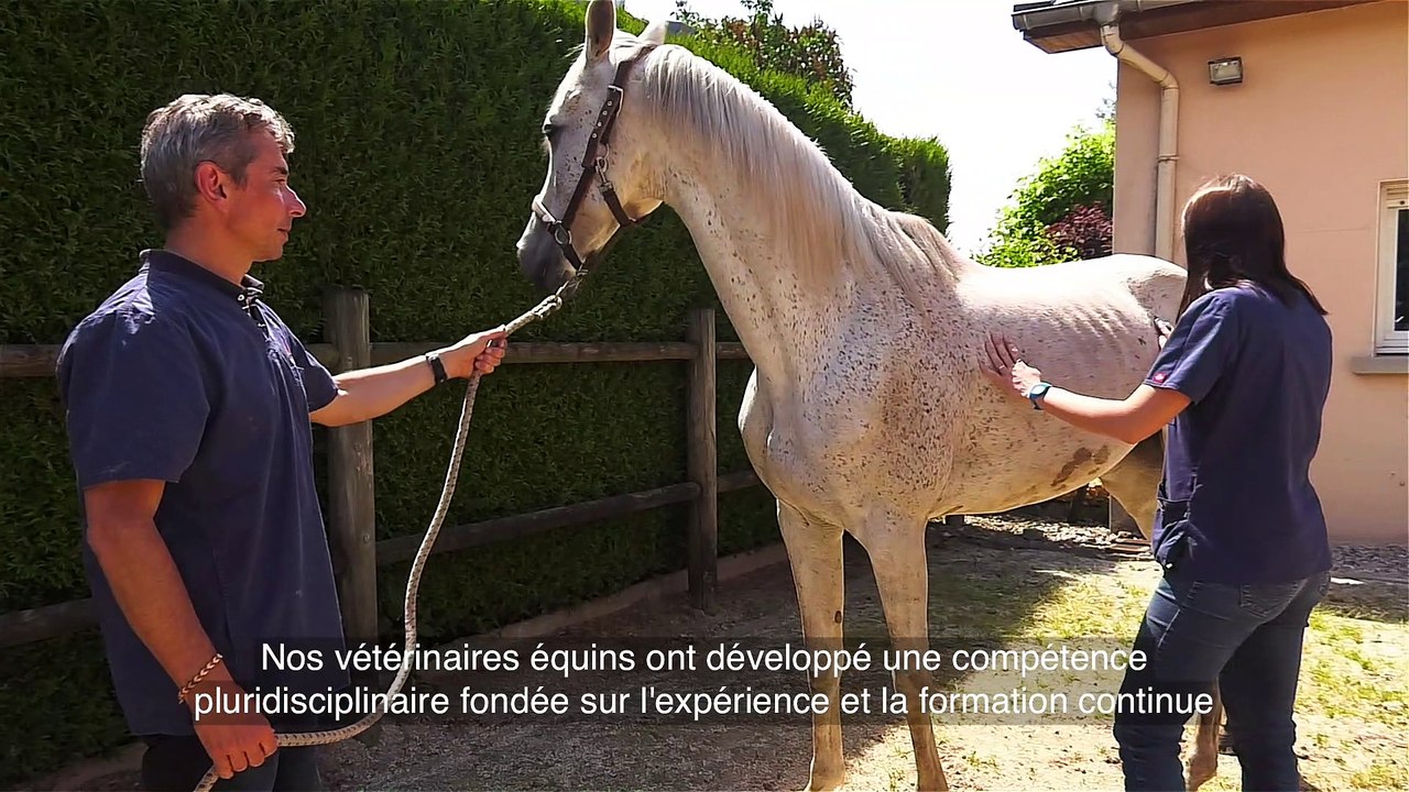 Orthopédie équine