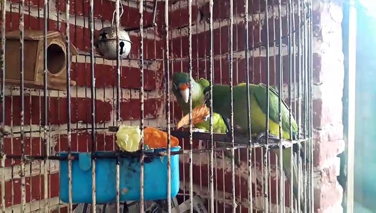 Pericos frente naranja comiendo Doritos