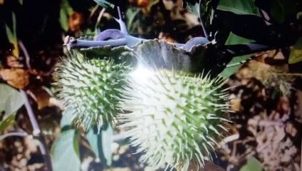 Tienes Gula o Comes sin Parar- Planta el Toloache Herbolaria Indigena