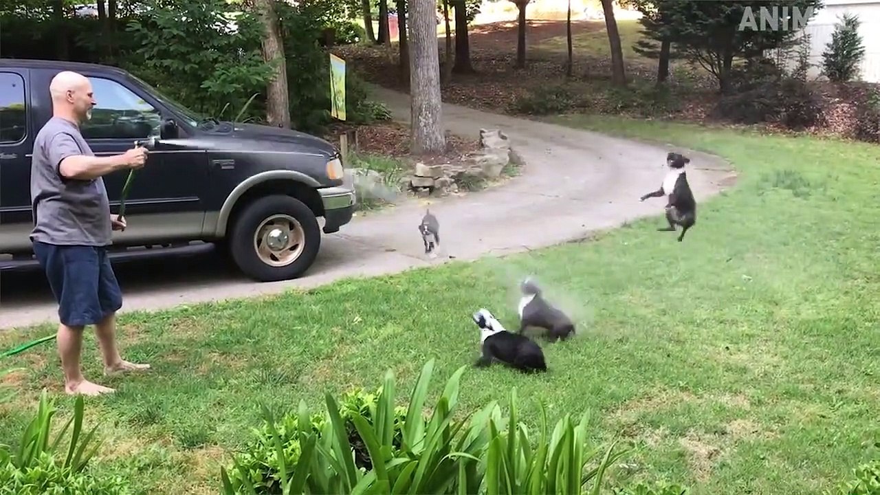 TRY NOT TO LAUGH - Funny Animals Videos 2019 - Dogs Like Flipping