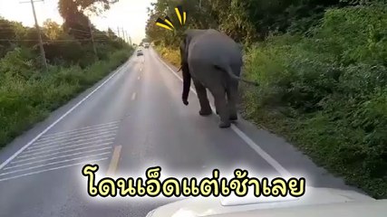 เปิดคลิป ช้างบุญช่วย โดนเจ้าหน้าที่อุทยานเอ็ด จนเดินเข้าป่าแทบไม่ทัน !