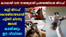 Guard Dog And Abandoned Baby Giraffe Become Best Friends | Boldksy Malayalam