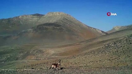 Yaban keçilerinden geçit töreni