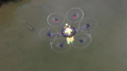 The drone that protects you from crocodiles