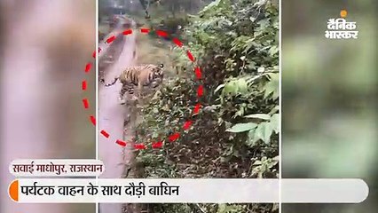 पर्यटक वाहन के साथ दौड़ी बाघिन