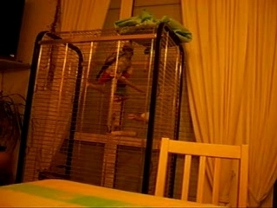 Perroquet qui danse