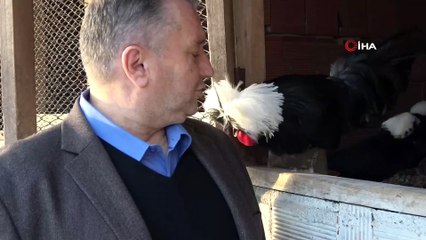Dünyanın her ülkesinden nadir tavukları getirdi, şimdi bütün dünyaya satıyor