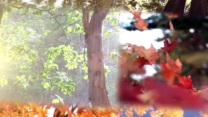 Nokian WRG3- Safety for Every Season
