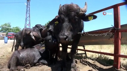 Yozgat’ta manda sayısı 4 kat arttı