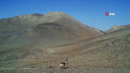 Yaban Keçilerinden Geçit Töreni