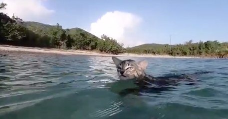 Cet étonnant chat adore plonger avec son Maître !