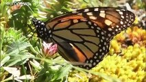 El extraordinario viaje hasta México de millones de mariposas monarca
