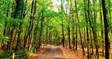 Belgrad Ormanı'nda rastlanan kafes mantarı, görenleri şaşırttı