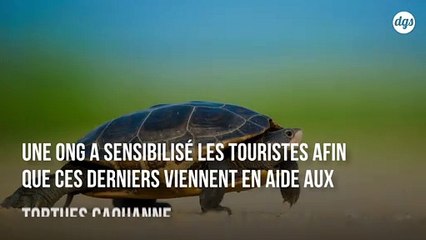 En Tunisie, les touristes participent désormais à la sauvegarde des tortues de mer