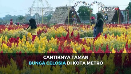 Cantiknya Taman Bunga Celosia di Kota Metro, Lampung