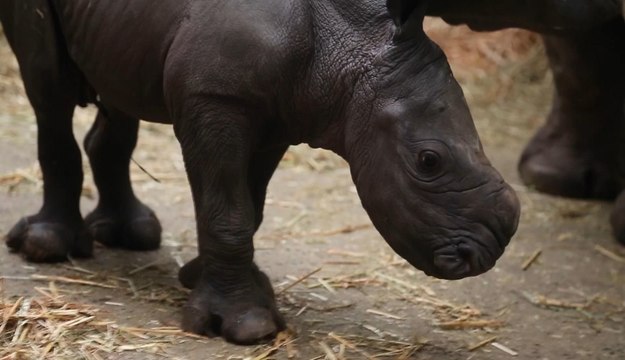 Un rhinocéros blanc, espèce en danger d'extinction, est né à Pairi Daiza