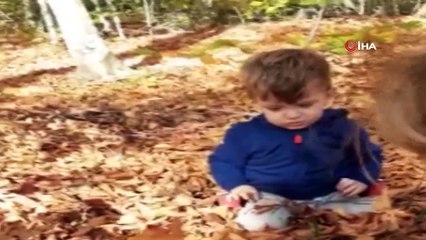 Her biri 2 kilo geliyor...Bursa'da toplanan mantarın tanesi 50 liradan satılıyor