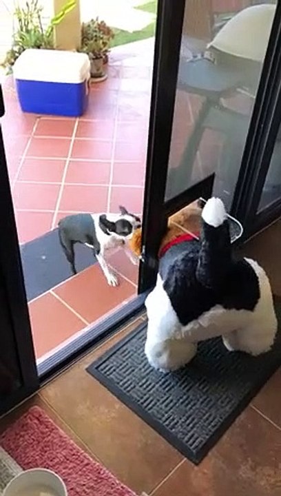 Ce chien veut ABSOLUMENT sortir sa grosse peluche dehors !