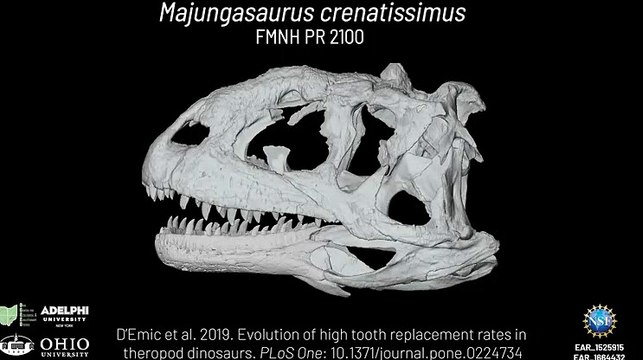 One Of The Last Dinosaurs To Walk Earth Replaced Its Teeth As Fast As Sharks