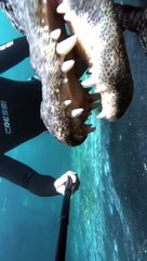 غواص يُقبل تمساح بشكل مفاجئ