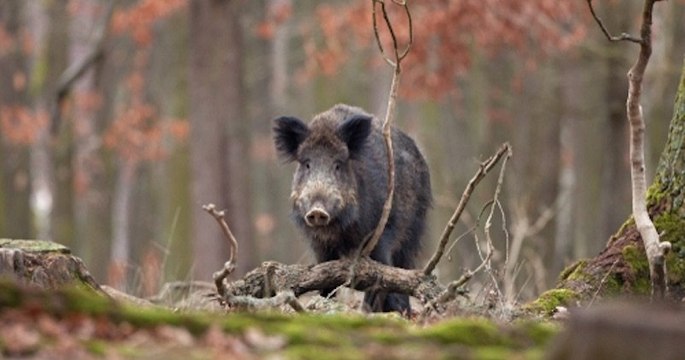Une partie de chasse se transforme en carnage dans les Ardennes, 158 sangliers abattus
