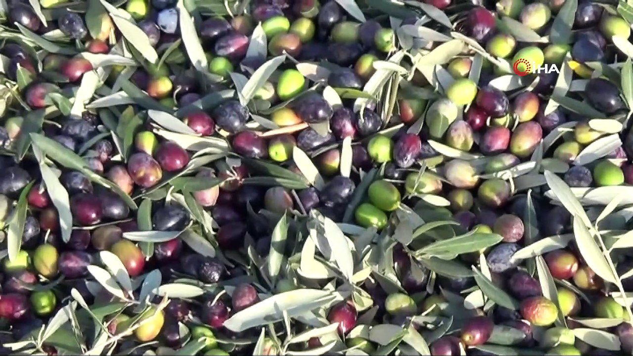 Zeytinde ilaçlama yapılmamasına rağmen kalite düşmedi