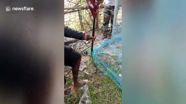 Deadly venomous snake trapped under fishing net rescued in southeast India