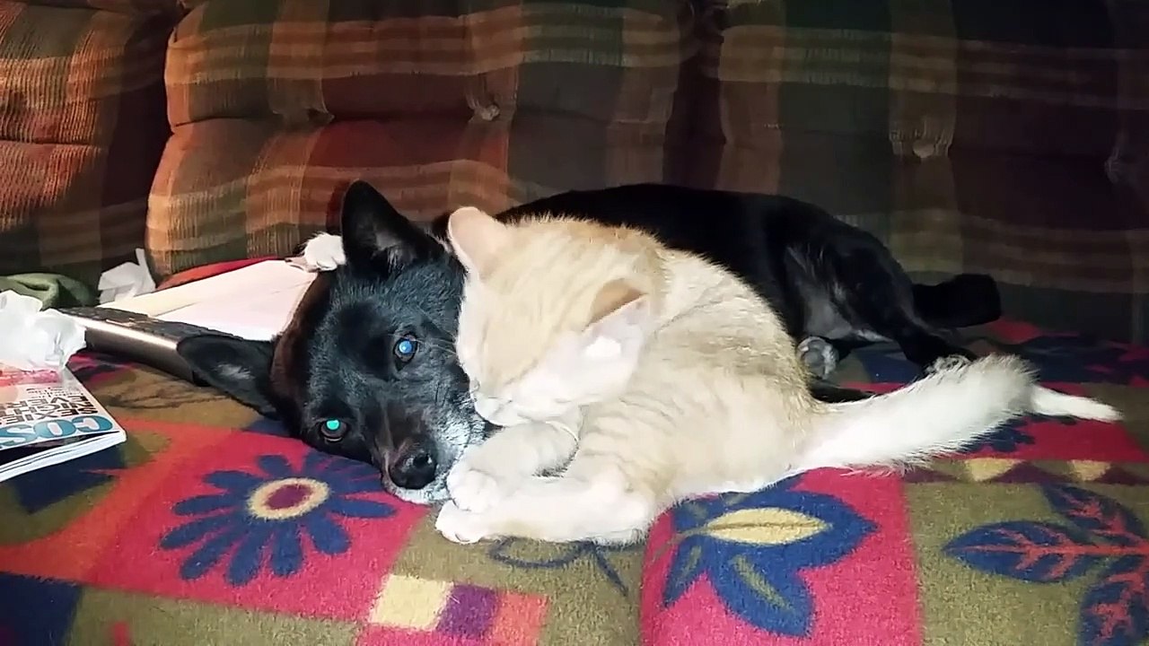Funny Cat Bloopers and Reactions | Funny Pet Videos