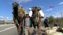 Muğla develer eşliğinde 3 gün süren yörük göçü, ilginç görüntüler oluşturdu