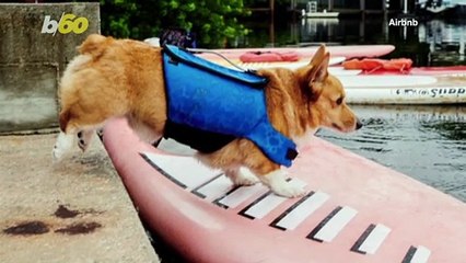 Cute Overload! Go Paddleboarding With A Corgi!