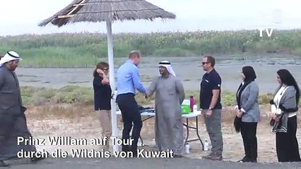 Prinz William in Kuwaits Wildnis