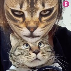 Vous voulez faire peur à votre chat ? Essayez le filtre félin !