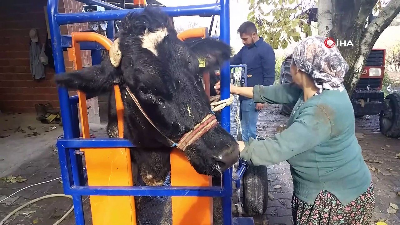 Büyükbaş hayvanların ayak ve tırnak bakımları böyle yapılıyor