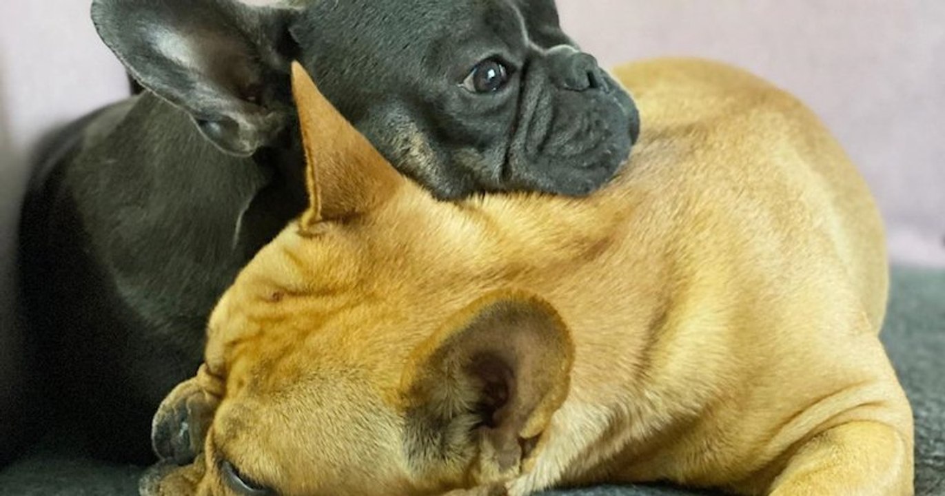 Isa et Hugo, deux bouledogues français qu’il ne vaut mieux pas laisser seuls à la maison