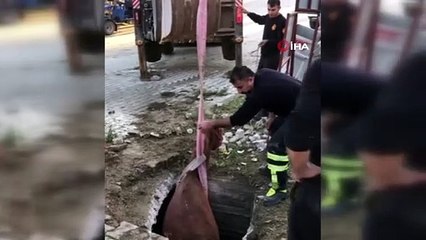 Çukura düşen atı itfaiye kurtardı