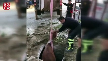 Çukura düşen atı itfaiye kurtardı