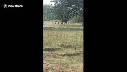 Indian villagers run up to pull rogue elephant’s tail in dangerous teasing prank