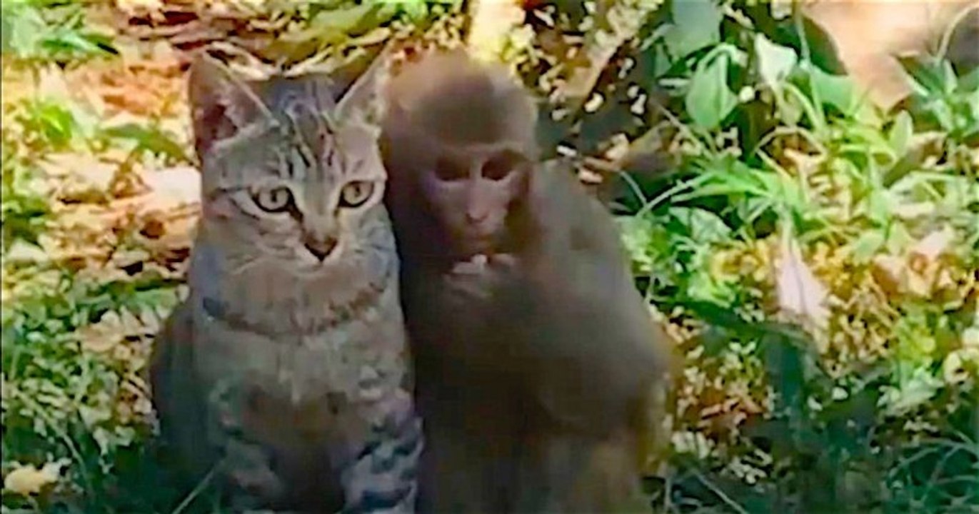 Ce Singe Et Ce Chat Sont Les Meilleurs Amis Du Monde Rien Ne Peut Les Separer Video Dailymotion