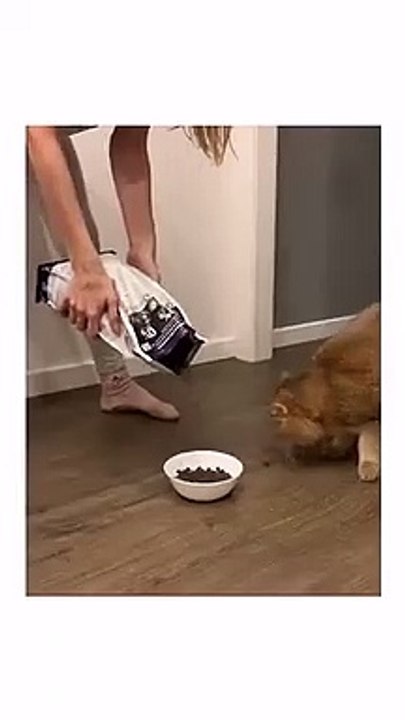 The cat is very confused