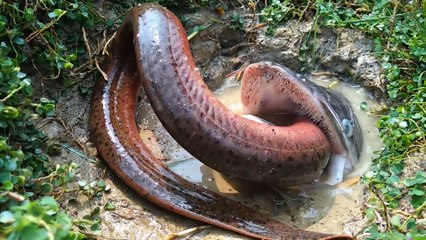 Big Monster Hunting Vaam Or Eel . Monster Fish Could Not Digest Eel Fish