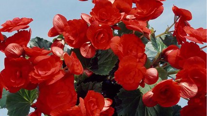 Vos Questions Jardin: entretenir un bégonia dragon l'hiver