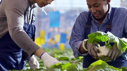 THE FUTURE YEAR 2050 - UNITED VEGAN WORLDS - TAKE OVER =D