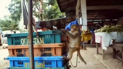 Wild Frank: 'Traficantes de pieles, plumas y vidas'